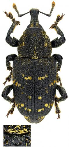 Hylobius abietis